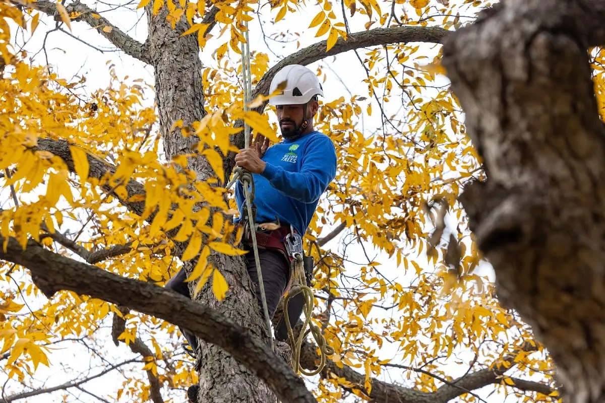 Skilled Tree Pruning crew working in Avon