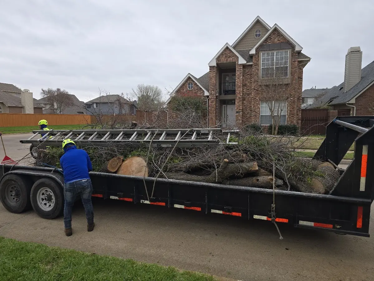 Expert Tree Removal with proper safety equipment in Avon